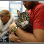 Student Surgical Opportunities I